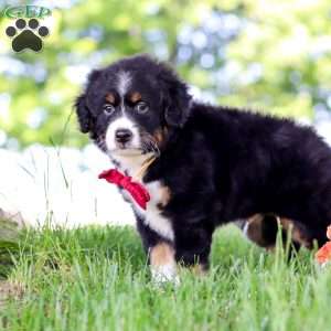 Grasshopper, Mini Bernedoodle Puppy